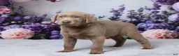 Labrador Retriever dogs for sale: Doc - Ad 2
