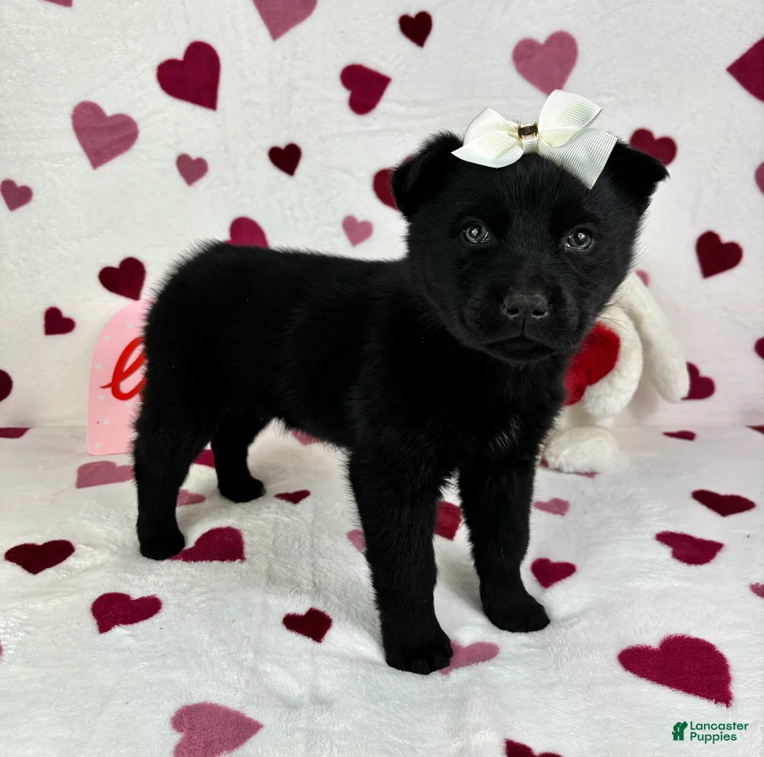 Mixed Breed dogs for sale: Clara - Ad 4