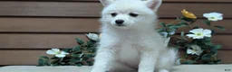Pomsky dogs for sale: Poppy - Ad 7