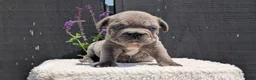 French Bulldog dogs for sale: Zion - Ad 3