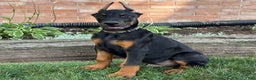 Doberman Pinscher dogs for sale: Selene - Ad 14
