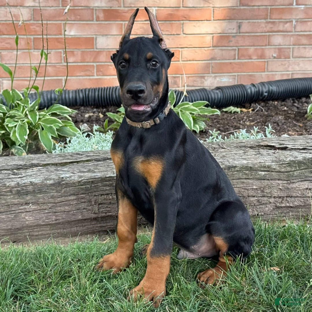 Doberman Pinscher dogs for sale: Selene - Ad 14