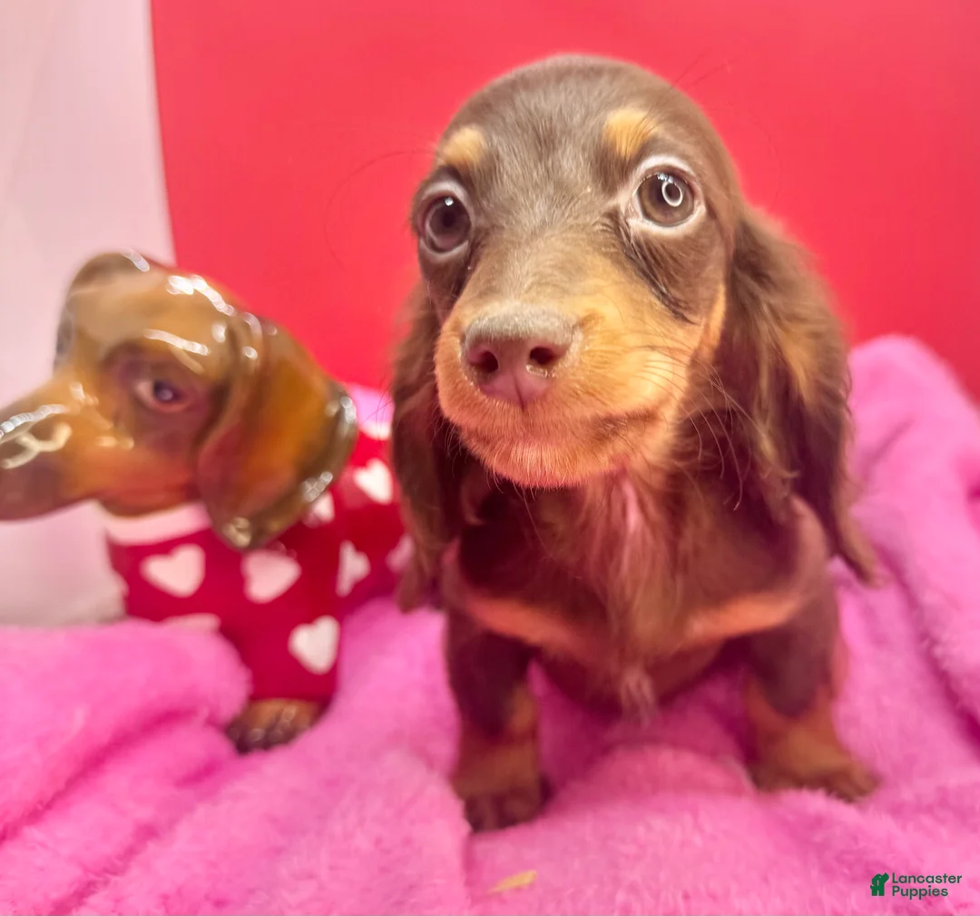 Miniature Dachshund dogs for sale: Ready Xmas eve - Ad 5
