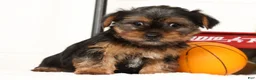 Yorkshire Terrier dogs for sale: Bowie - Ad 12