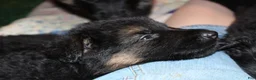 German Shepherd dogs for sale: Connie, light blue collar - Ad 11