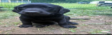 Black female 2