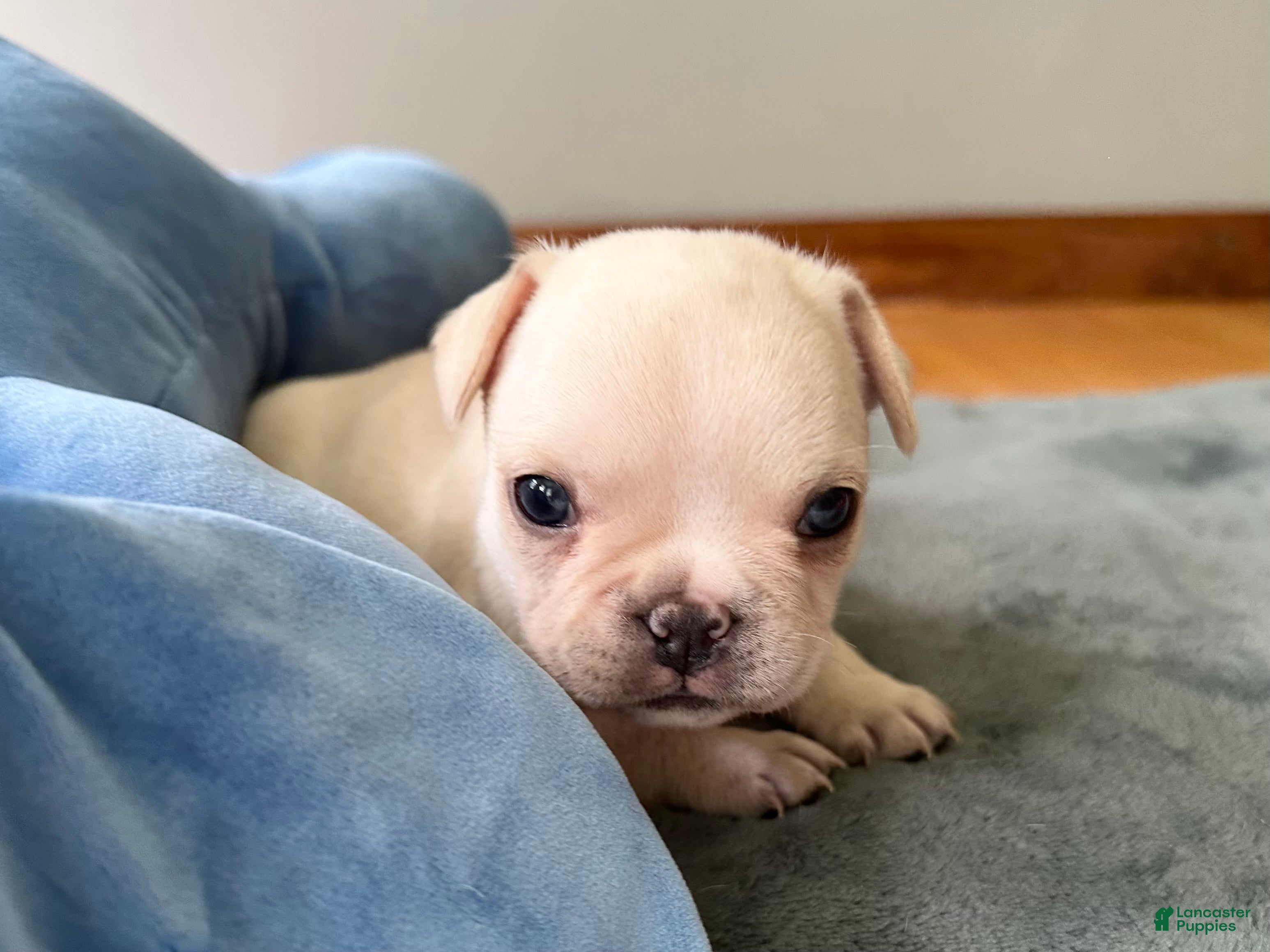 French Bulldog dogs French Bulldog Cooper - Ad 8