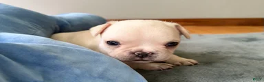 French Bulldog Cooper