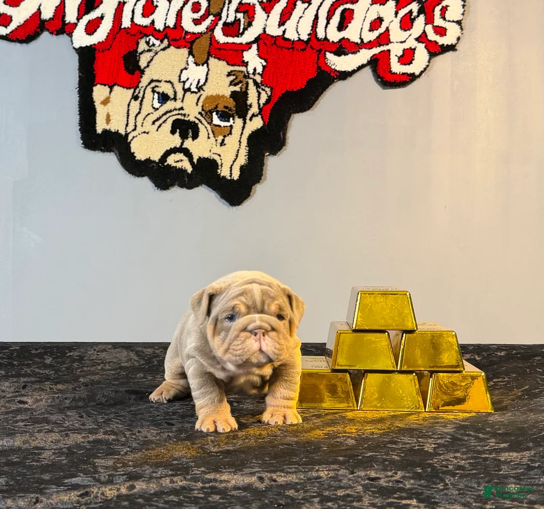 English Bulldog dogs for sale: English Bulldog Puppy 3 - Ad 4