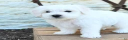 Mixed Breed dogs for sale: Ethan - Ad 3