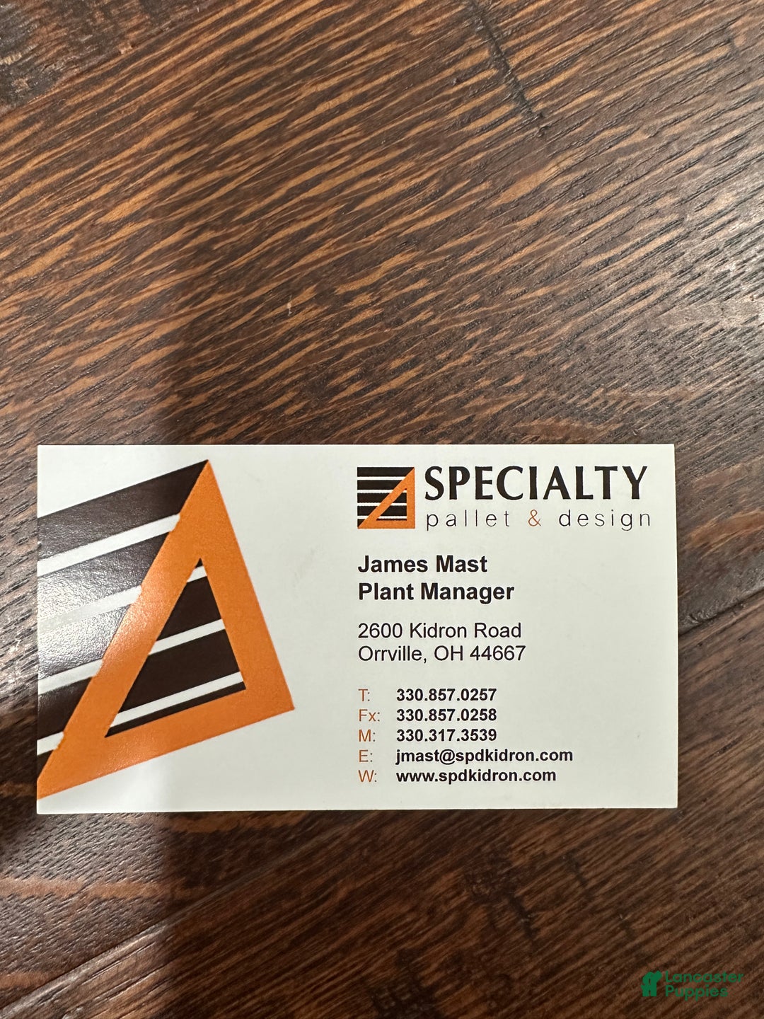 Portuguese Water Dog dogs for sale: Archie - Ad 4