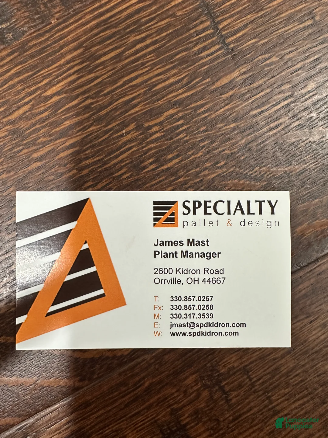 Portuguese Water Dog dogs for sale: Archie - Ad 4