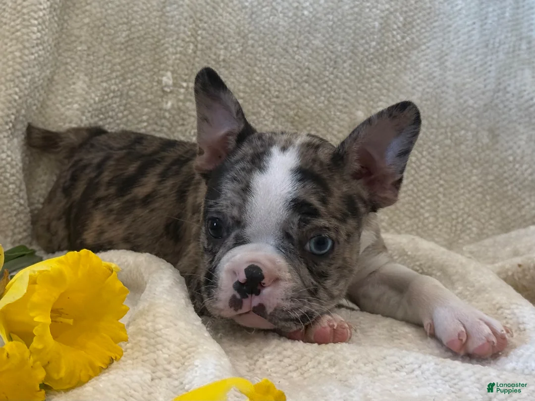 Frenchton dogs for sale: Carly - Ad 11