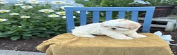 Shih Tzu dogs for sale: Henley - Ad 14