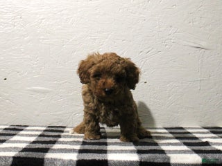 Miniature Poodle dogs - Ad 42