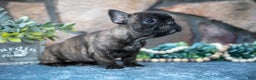 French Bulldog dogs for sale: Belinda - Ad 3