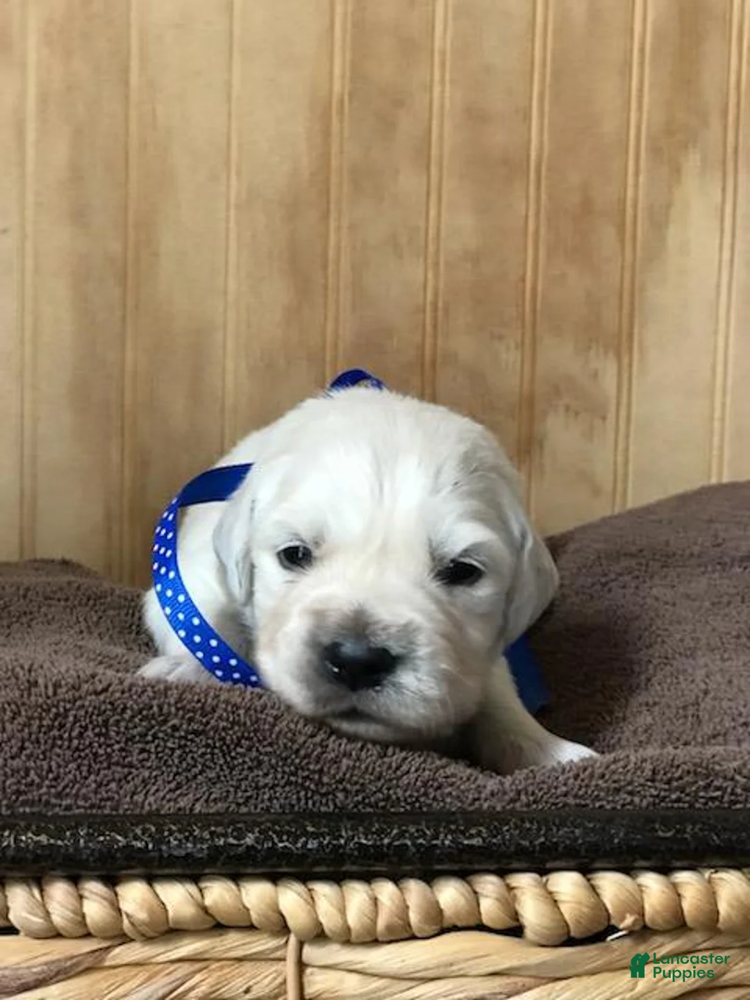 Golden Retriever dogs for sale: Mr. Blue  - Ad 1