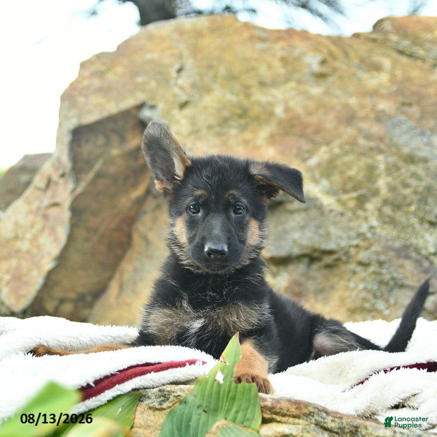 German Shepherd dogs Annabelle  - Ad 1