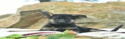 German Shepherd dogs for sale: Annabelle  - Ad 1