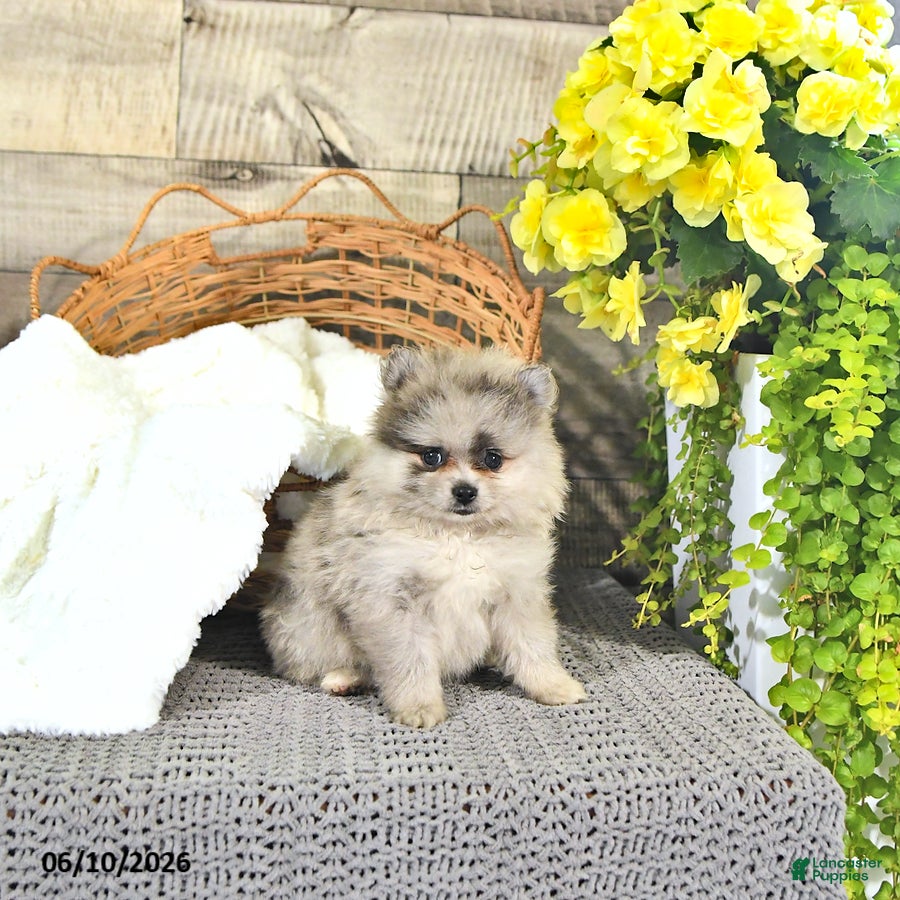 Pomeranian dogs Curtis - Ad 2