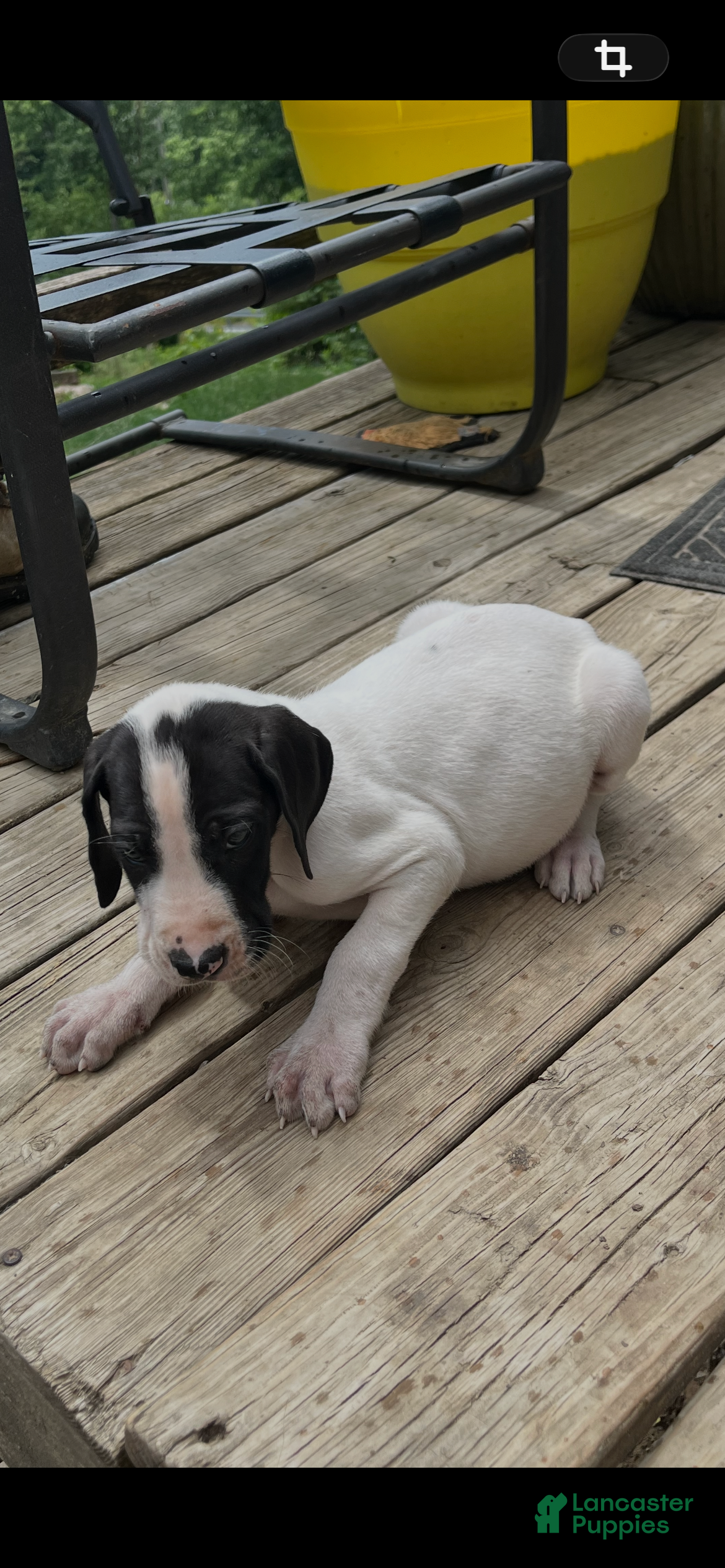 Great Dane dogs Mantle - Ad 1