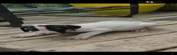 Great Dane dogs for sale: Mantle - Ad 1