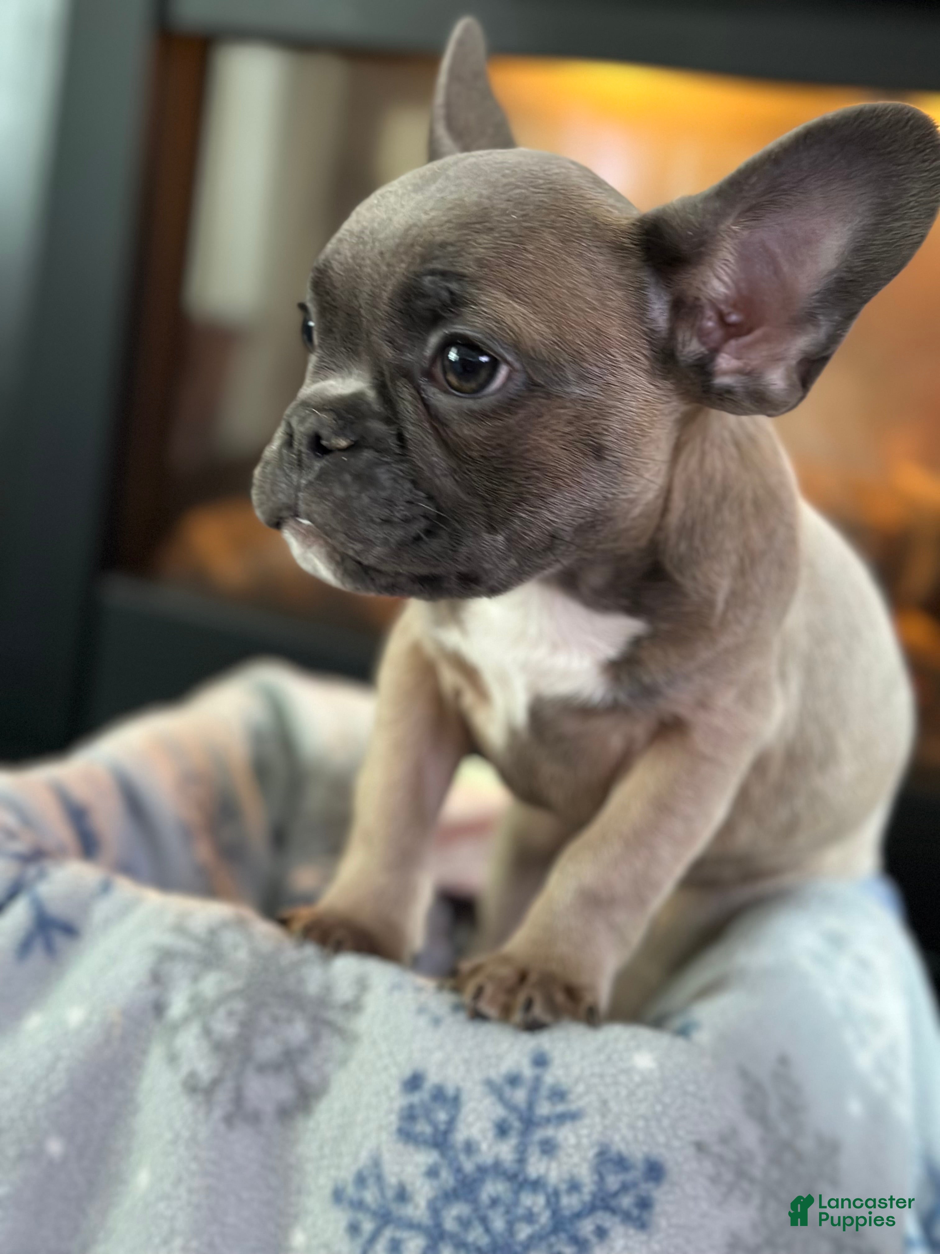 French Bulldog dogs French Bulldog Puppy 1 - Ad 1