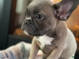 French Bulldog dogs for sale: French Bulldog Puppy 1 - Ad 1