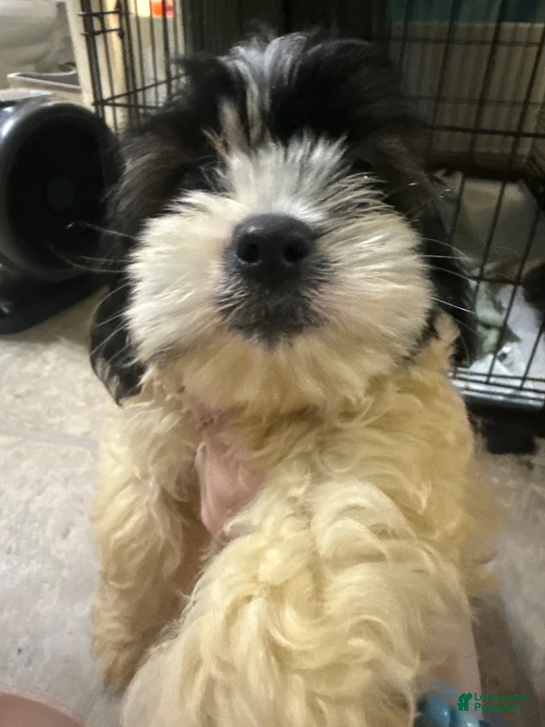 Mixed Breed dogs for sale: Mixed Breed 4 - Ad 1
