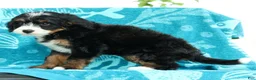 Mini Bernedoodle dogs for sale: Missy - Ad 9