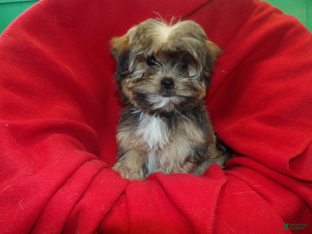 Shorkie dogs for sale: Jackson - Ad 6