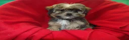 Shorkie dogs for sale: Jackson - Ad 6