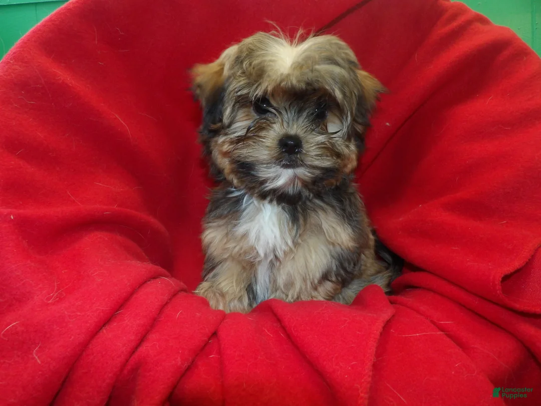 Shorkie dogs for sale: Jackson - Ad 6