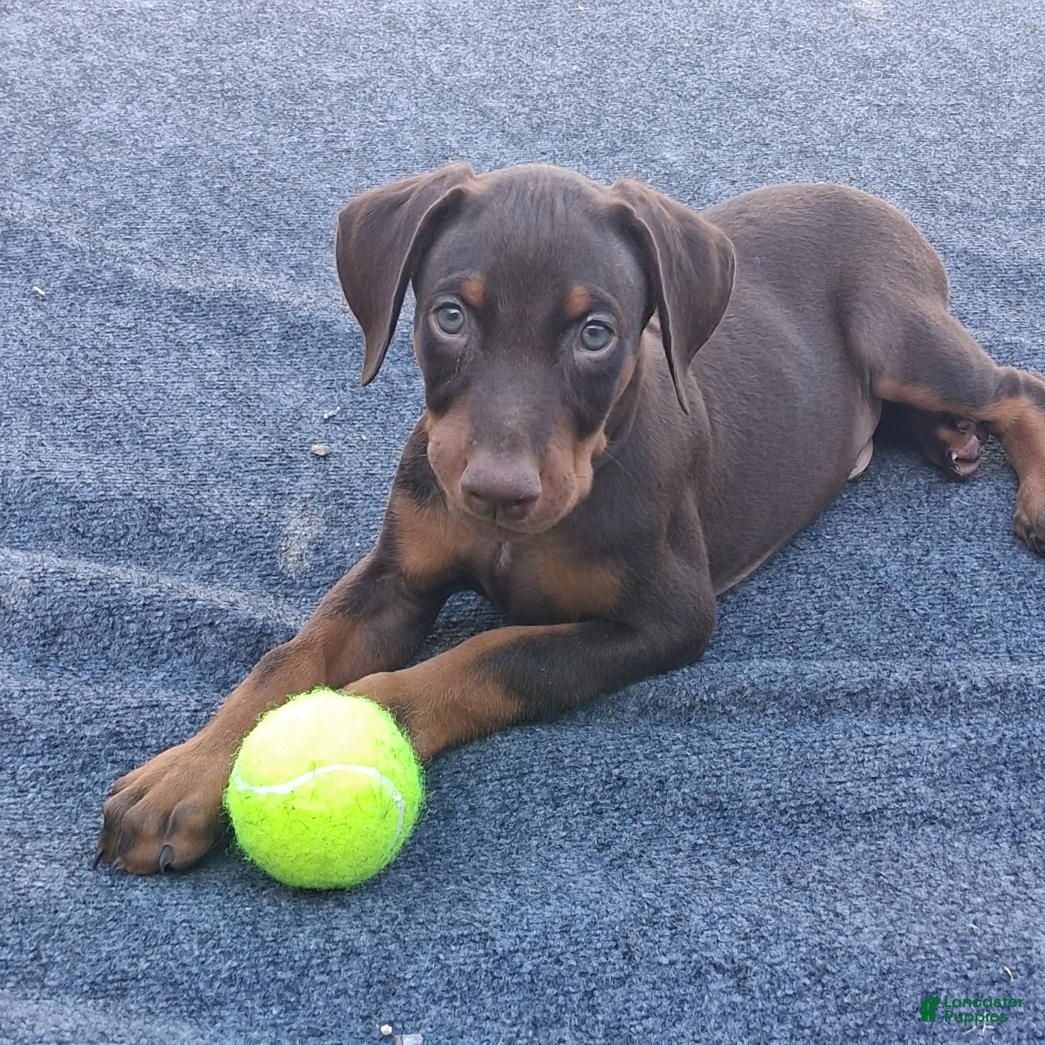 Doberman Pinscher dogs Doberman Pinscher Puppy 1 - Ad 1