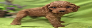 Nigel