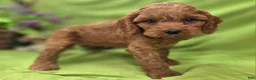 Cockapoo dogs for sale: Nigel - Ad 1