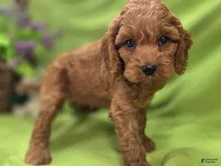 Cockapoo dogs Nigel - Ad 10