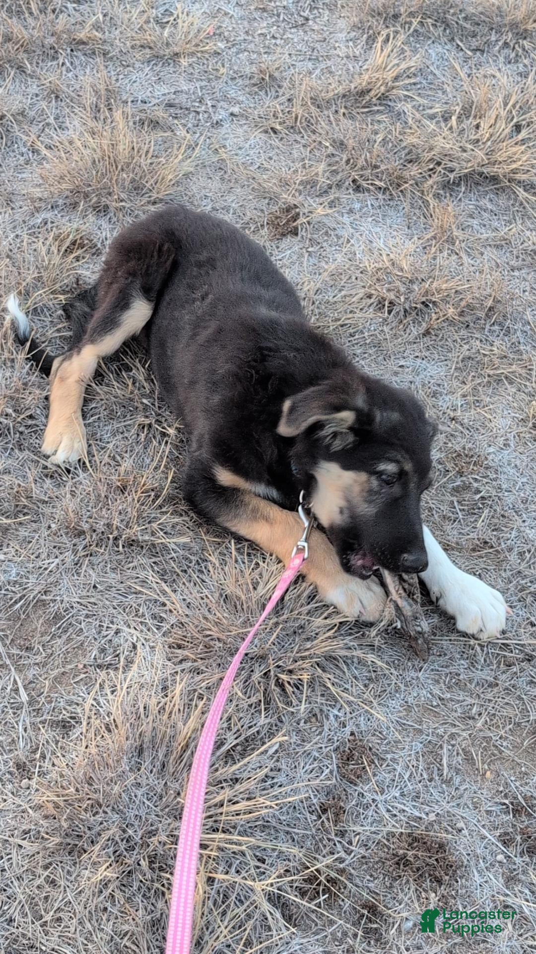 Mixed Breed dogs Mixed Breed 1 - Ad 29