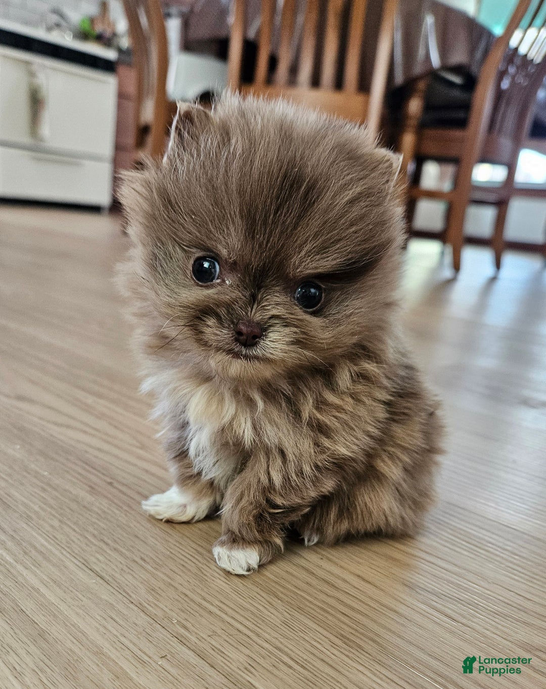 Pomeranian dogs for sale: Tessa - Ad 2