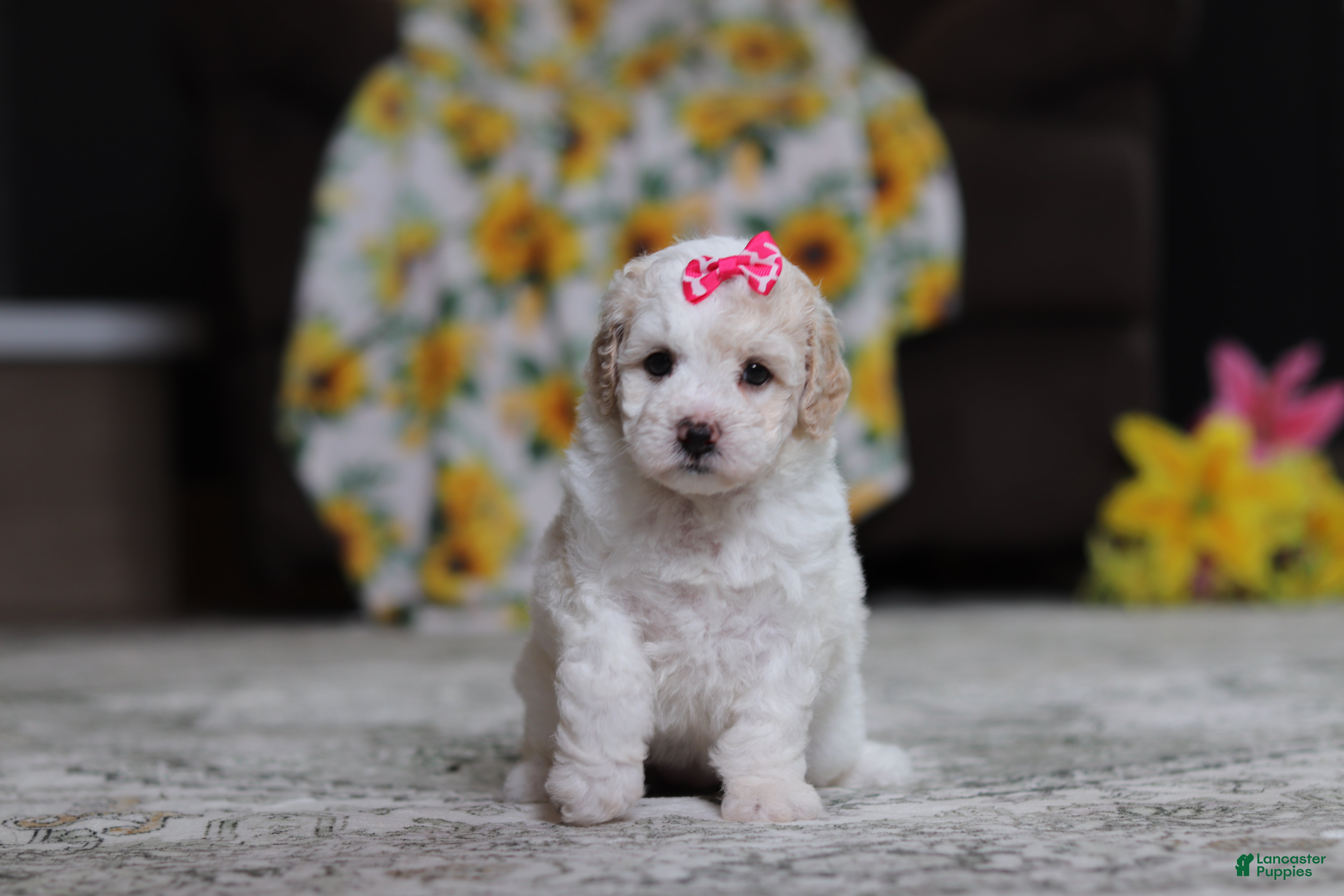Miniature Poodle dogs Maisie - Ad 2