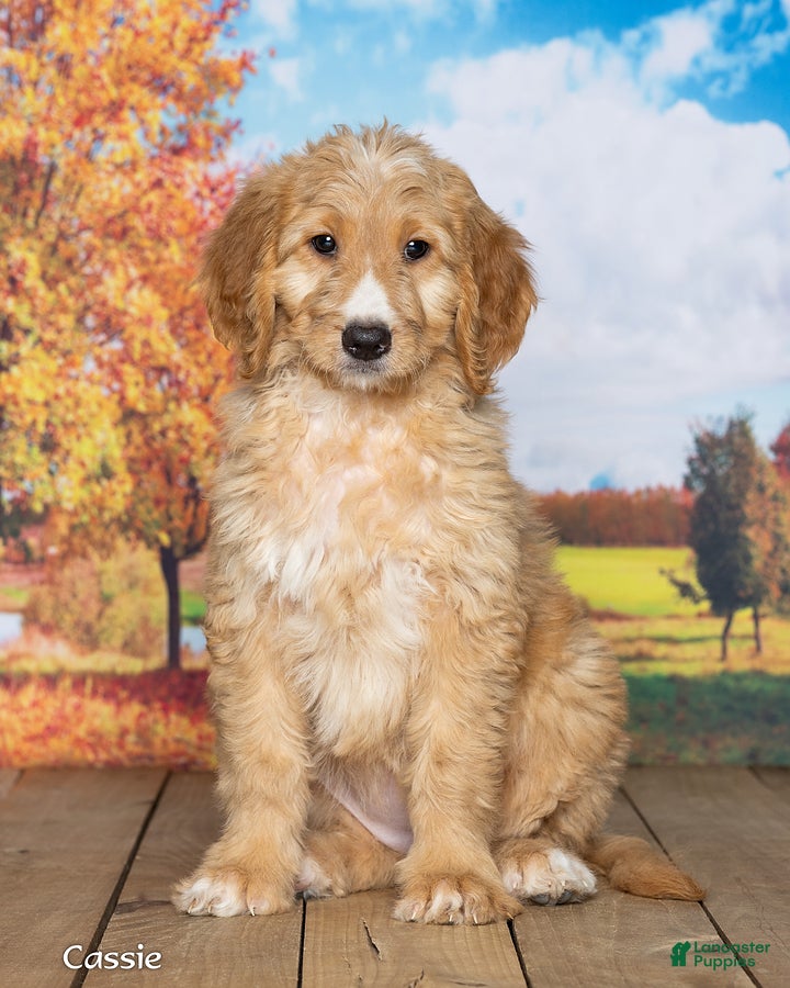 Goldendoodle dogs for sale: Cassie - Ad 2