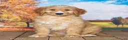 Goldendoodle dogs for sale: Cassie - Ad 2
