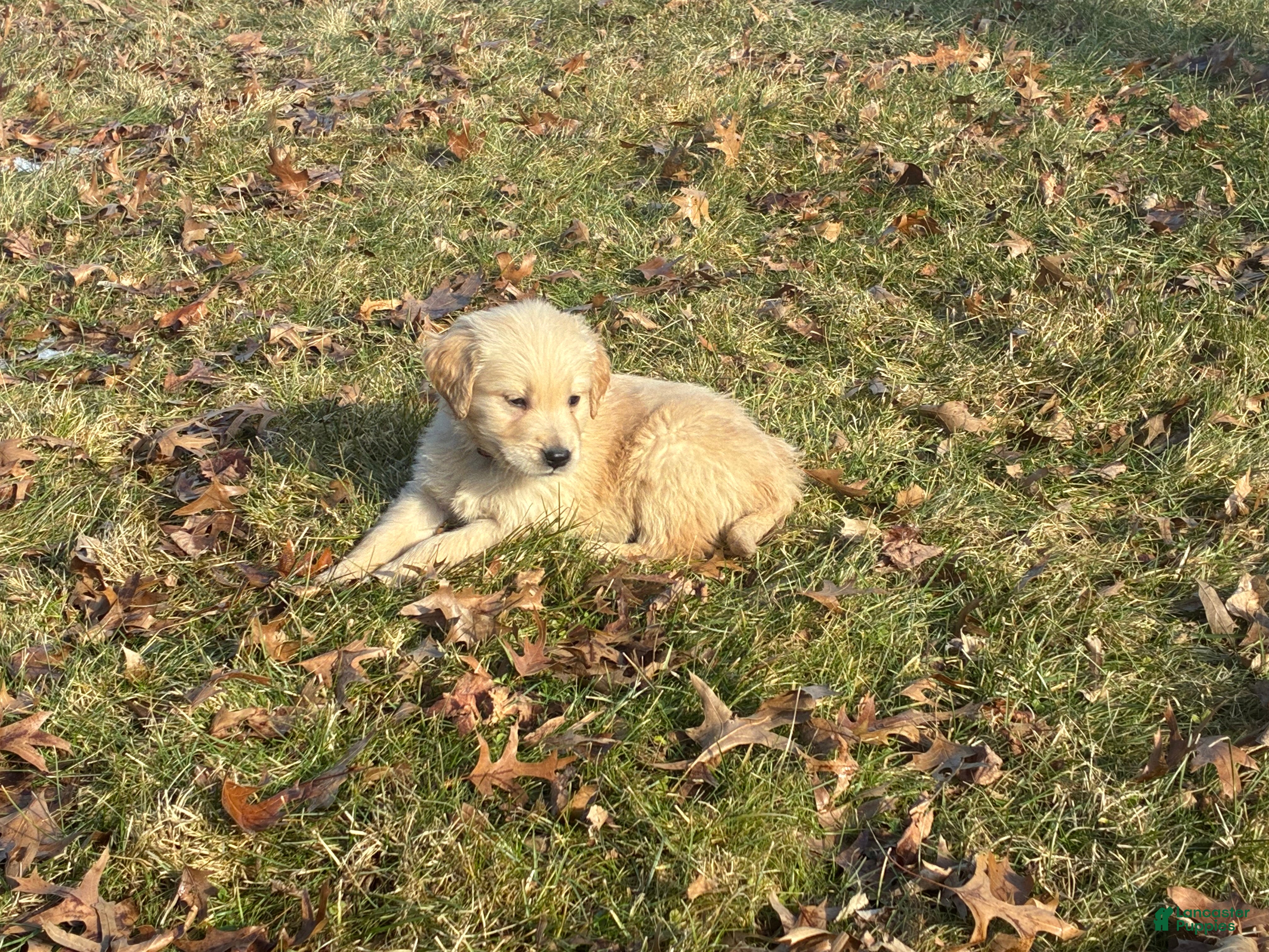 Golden Retriever dogs Axel - Ad 2