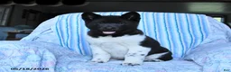 Akita dogs for sale: Sparkle - Ad 7