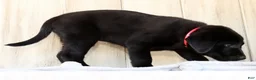 Labrador Retriever dogs for sale: Autumn - Ad 7
