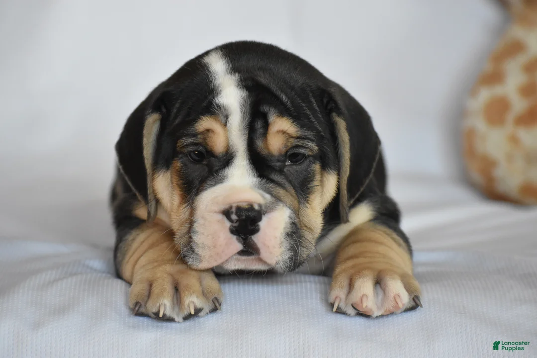 Beabull dogs for sale: Skyler - Ad 9
