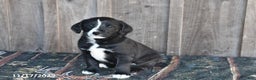 Mixed Breed dogs for sale: Rascal - Ad 4