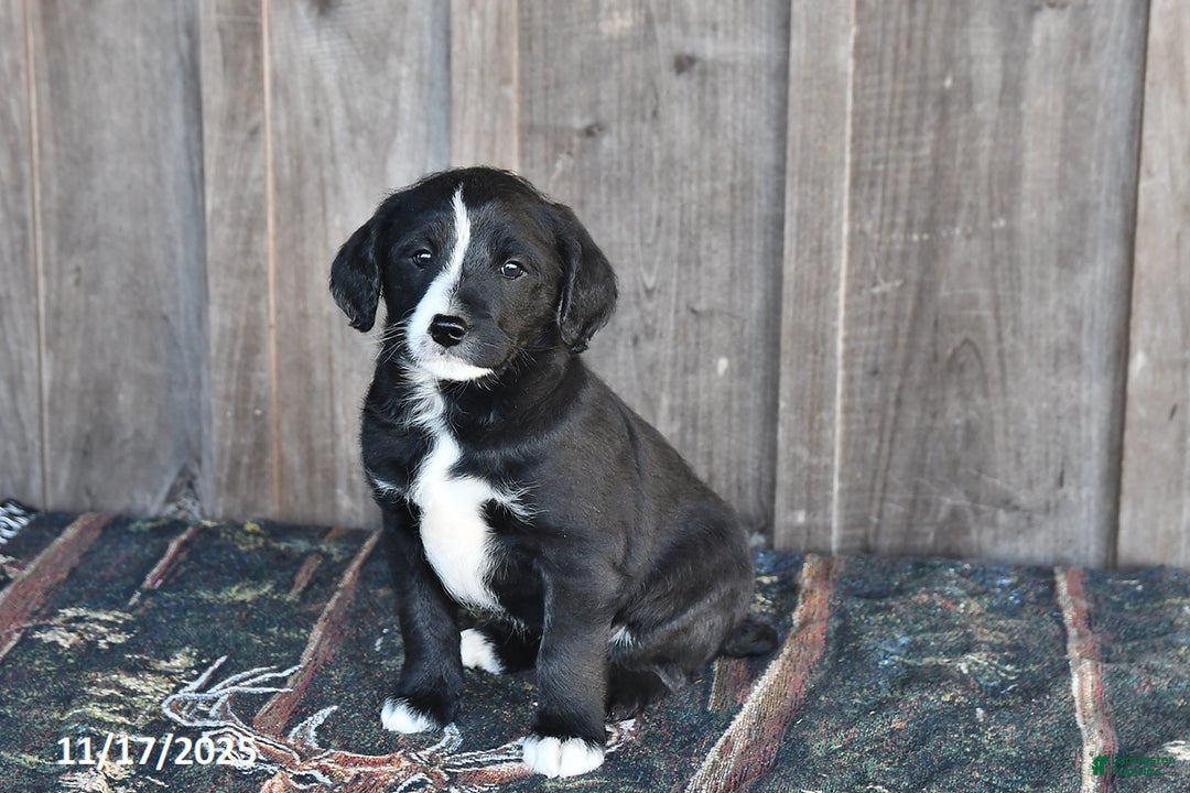 Mixed Breed dogs for sale: Rascal - Ad 4