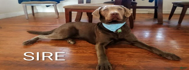 JASPER
