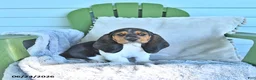 Basset Hound dogs for sale: Lacey - Ad 2